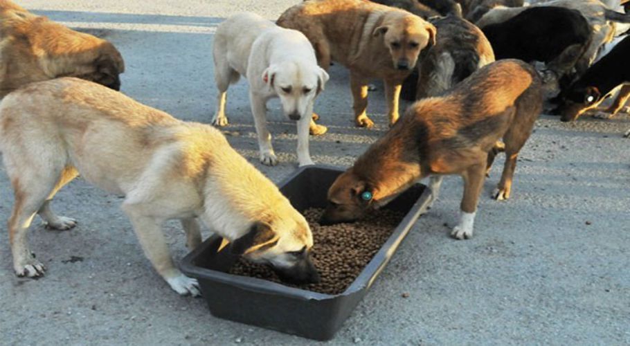 Besleme Çalışmaları